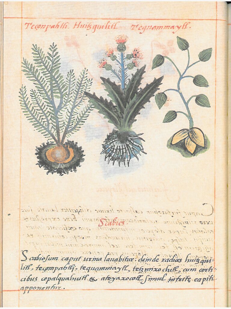 Badiano (Libellus) Presale (1)