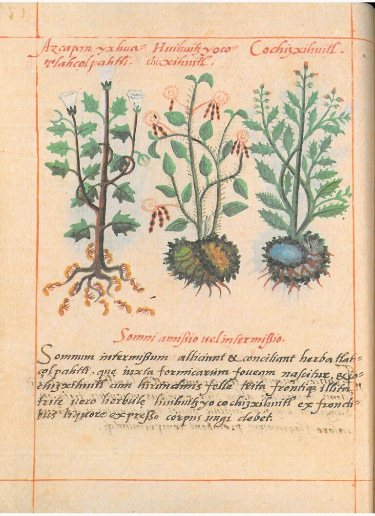 Badiano (Libellus) Presale (2)