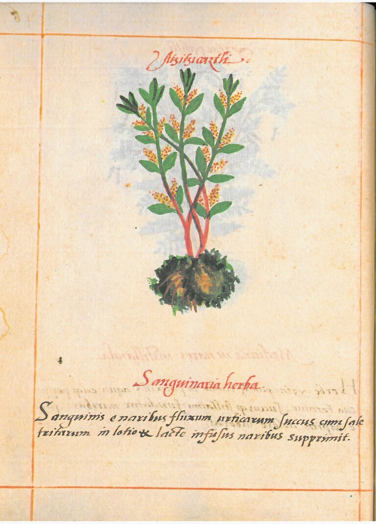 Badiano (Libellus) Presale (3)